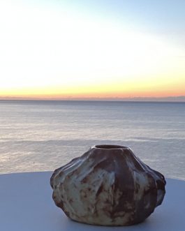 Oursin Soleil Méditerranéen