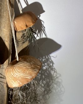 Lot de méduses – terre rouge